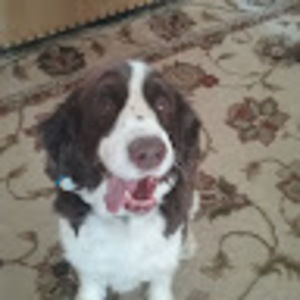 Meet your Posher, Joe